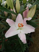 [5343 Oder Mak No01.JPG]